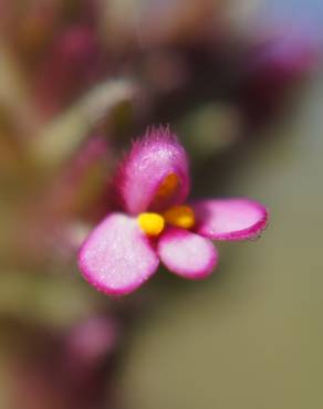 Fotografia 5 da espécie Parentucellia latifolia no Jardim Botânico UTAD