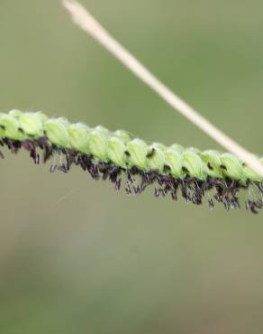 Fotografia 1 da espécie Paspalum dilatatum no Jardim Botânico UTAD