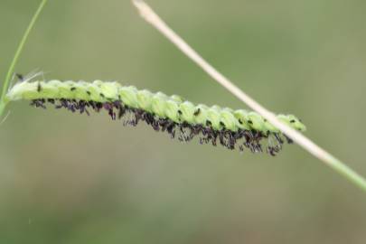 Fotografia da espécie Paspalum dilatatum