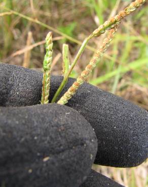 Fotografia 4 da espécie Paspalum dilatatum no Jardim Botânico UTAD