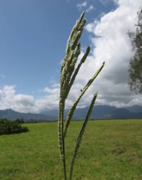 Fotografia 5 da espécie Paspalum dilatatum no Jardim Botânico UTAD