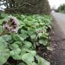 Fotografia 1 da espécie Petasites pyrenaicus do Jardim Botânico UTAD