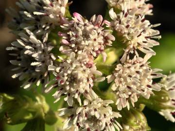 Fotografia da espécie Petasites pyrenaicus