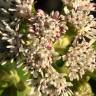 Fotografia 5 da espécie Petasites pyrenaicus do Jardim Botânico UTAD