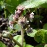 Fotografia 7 da espécie Petasites pyrenaicus do Jardim Botânico UTAD