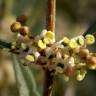 Fotografia 6 da espécie Phillyrea angustifolia do Jardim Botânico UTAD
