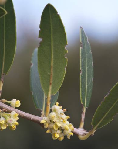 Fotografia de capa Phillyrea angustifolia - do Jardim Botânico