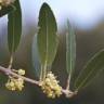 Fotografia 1 da espécie Phillyrea angustifolia do Jardim Botânico UTAD