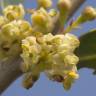 Fotografia 7 da espécie Phillyrea angustifolia do Jardim Botânico UTAD