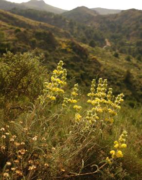 Fotografia 5 da espécie Phlomis lychnitis no Jardim Botânico UTAD