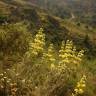 Fotografia 5 da espécie Phlomis lychnitis do Jardim Botânico UTAD