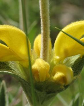 Fotografia 6 da espécie Phlomis lychnitis no Jardim Botânico UTAD