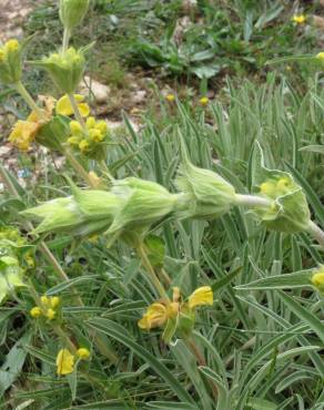 Fotografia 7 da espécie Phlomis lychnitis no Jardim Botânico UTAD