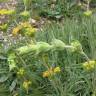 Fotografia 7 da espécie Phlomis lychnitis do Jardim Botânico UTAD