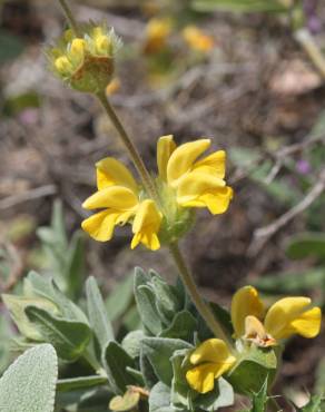 Fotografia 8 da espécie Phlomis lychnitis no Jardim Botânico UTAD