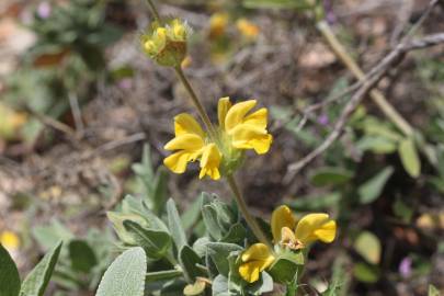 Fotografia da espécie Phlomis lychnitis