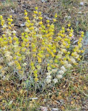 Fotografia 9 da espécie Phlomis lychnitis no Jardim Botânico UTAD