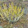 Fotografia 9 da espécie Phlomis lychnitis do Jardim Botânico UTAD