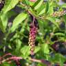 Fotografia 3 da espécie Phytolacca americana do Jardim Botânico UTAD