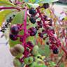 Fotografia 4 da espécie Phytolacca americana do Jardim Botânico UTAD