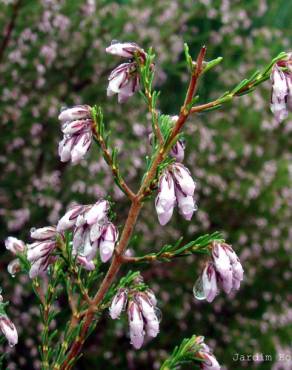 Fotografia 4 da espécie Erica australis no Jardim Botânico UTAD