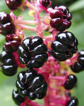 Fotografia 6 da espécie Phytolacca americana no Jardim Botânico UTAD