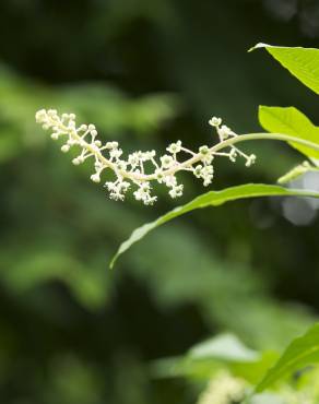 Fotografia 8 da espécie Phytolacca americana no Jardim Botânico UTAD