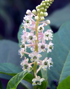 Fotografia 9 da espécie Phytolacca americana no Jardim Botânico UTAD