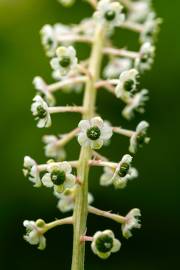 Fotografia da espécie Phytolacca americana