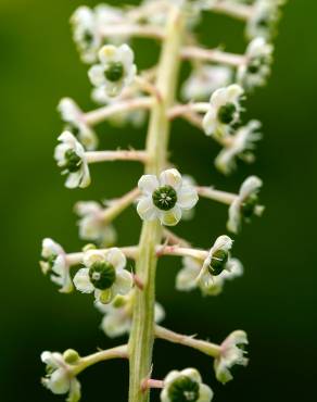 Fotografia 10 da espécie Phytolacca americana no Jardim Botânico UTAD