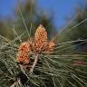 Fotografia 5 da espécie Pinus pinea do Jardim Botânico UTAD