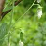 Fotografia 1 da espécie Pisum sativum subesp. elatius var. elatius do Jardim Botânico UTAD