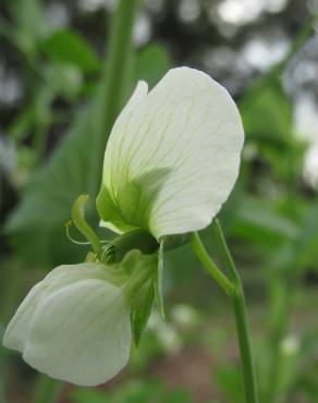 Fotografia 4 da espécie Pisum sativum subesp. elatius var. elatius no Jardim Botânico UTAD