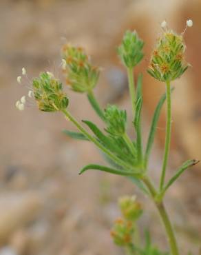 Fotografia 3 da espécie Plantago afra no Jardim Botânico UTAD