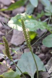 Fotografia da espécie Plantago major