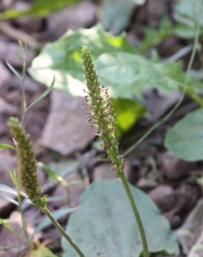 Fotografia 5 da espécie Plantago major no Jardim Botânico UTAD