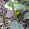 Fotografia 5 da espécie Plantago major do Jardim Botânico UTAD