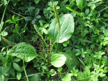 Fotografia da espécie Plantago major