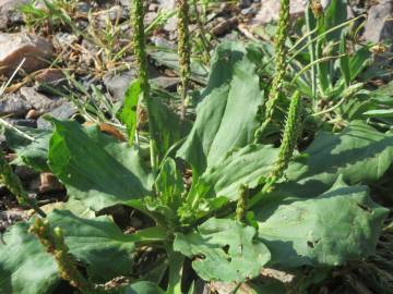 Fotografia da espécie Plantago major