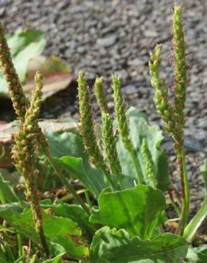 Fotografia 9 da espécie Plantago major no Jardim Botânico UTAD