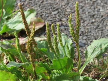 Fotografia da espécie Plantago major