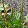 Fotografia 9 da espécie Plantago major do Jardim Botânico UTAD