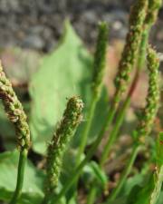 Fotografia da espécie Plantago major