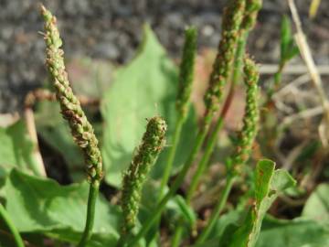 Fotografia da espécie Plantago major