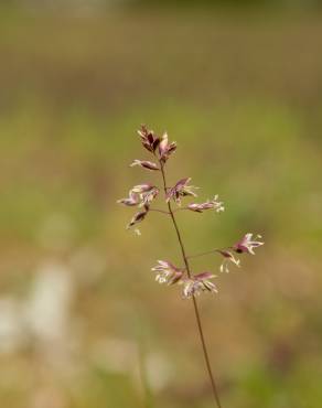 Fotografia 5 da espécie Poa bulbosa no Jardim Botânico UTAD