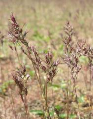 Poa bulbosa