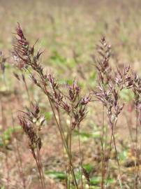 Fotografia da espécie Poa bulbosa