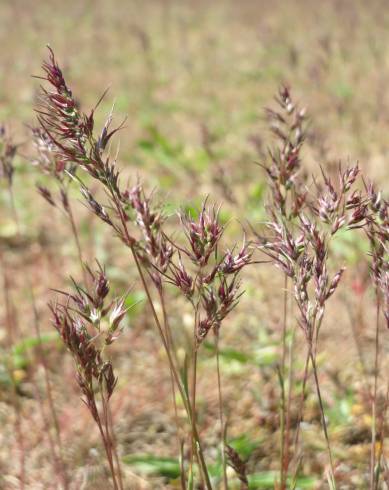 Fotografia de capa Poa bulbosa - do Jardim Botânico