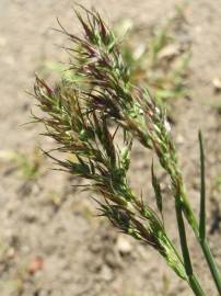 Fotografia da espécie Poa bulbosa