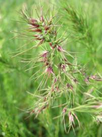 Fotografia da espécie Poa bulbosa